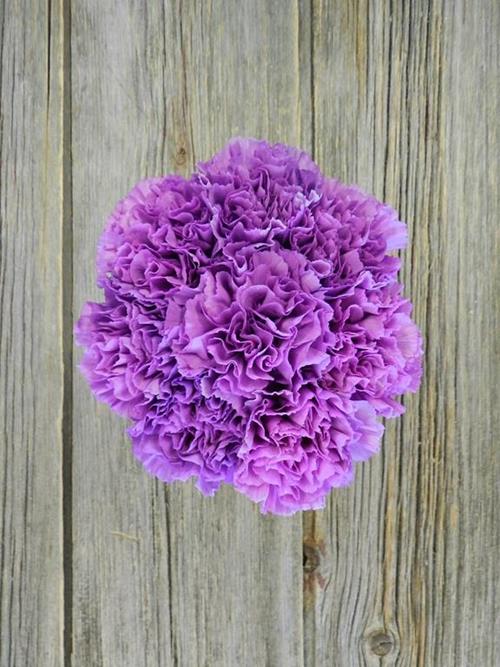 Wholesale Moonlite Purple Carnations Delivered Online FlowerFarm